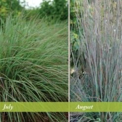 Standing Ovation Little Bluestem Grass -Floral Haven Store schizachyrium scop standing ovation july august 1 1