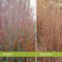 Standing Ovation Little Bluestem Grass -Floral Haven Store schizachyrium scop standing ovation october november 1 1