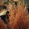 Blaze Little Bluestem Grass 2 Blaze Little Bluestem Grass -Floral Haven Store schizachyrium scoparium blaze 3 cropped 4