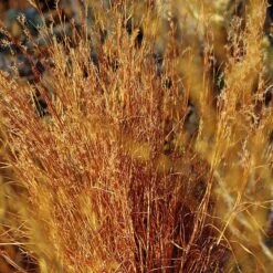 Blaze Little Bluestem Grass 9 Blaze Little Bluestem Grass -Floral Haven Store schizachyrium scoparium blaze cropped 2