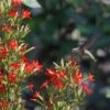 Royal Catchfly (Silene) -Floral Haven Store scott myrick hummingbird silene regia royal catch fly wa