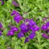Dark Violet Skullcap (Scutellaria) 1 Dark Violet Skullcap (Scutellaria) -Floral Haven Store scutellaria dark violet close up flower