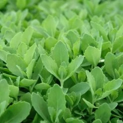 Autumn Fire Sedum 10 Autumn Fire Sedum -Floral Haven Store sed autumnfire fol northcreek nu