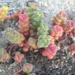 Floral Haven Store -Floral Haven Store sedum globosum old mans bones 1