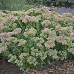 Autumn Fire Sedum 12 Autumn Fire Sedum -Floral Haven Store sedum autumn fire whole plant e