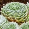Cobweb Hens And Chicks -Floral Haven Store sempervivum arachnoideum 3