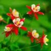 Red Hobbit Columbine -Floral Haven Store shutterstock 42234346 aquilegia caerulea red hobbit 1