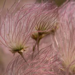 Apache Plume (Fallugia) 11 Apache Plume (Fallugia) -Floral Haven Store shutterstock apache plume fallugia paradoxa 2 cropped