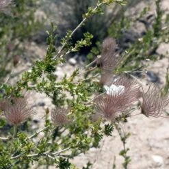 Apache Plume (Fallugia) 14 Apache Plume (Fallugia) -Floral Haven Store shutterstock apache plume fallugia paradoxa 3 cropped