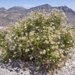 Apache Plume (Fallugia) 13 Apache Plume (Fallugia) -Floral Haven Store shutterstock apache plume fallugia paradoxa 4 cropped