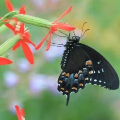 Floral Haven Store 38 Floral Haven Store -Floral Haven Store silene regia royal catchfly black swallowtail butterfly 1