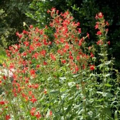 Royal Catchfly (Silene) -Floral Haven Store silene reiga royal catchfly full plant