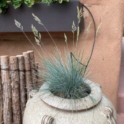 Siskiyou Blue Fescue Grass -Floral Haven Store siskiyou blue fescue 2