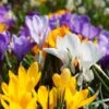 Snow Crocus Mix -Floral Haven Store snow crocus mix 1