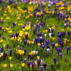 Snow Crocus Mix -Floral Haven Store snow crocus mix lawn