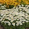 Snowcap Shasta Daisy -Floral Haven Store snowcap shasta daisy 1