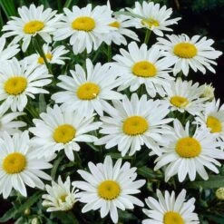 Snowcap Shasta Daisy -Floral Haven Store snowcap shasta daisy 3
