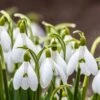 Snowdrops -Floral Haven Store snowdrops green white 530249788 cropped