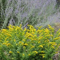 Golden Fleece Goldenrod (Solidago) -Floral Haven Store solidago golden fleece russian sage perovskia atriplicifolia