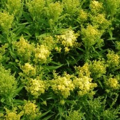 Little Lemon Goldenrod (Solidago) 7 Little Lemon Goldenrod (Solidago) -Floral Haven Store solidago mike davy little lemon goldenrod cropped