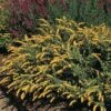 Golden Fleece Goldenrod (Solidago) -Floral Haven Store solidago sphacelata golden fleece 91928 web 1 2