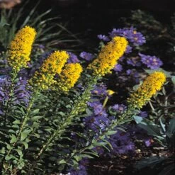 Floral Haven Store -Floral Haven Store solidago wichita mountains 91926 web