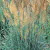 Llano Indian Grass -Floral Haven Store sorghastrum nutans llano 1 2