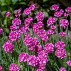 Splendens Armeria -Floral Haven Store splendens sea thrift armeria maritima flowers blooming