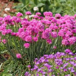 Splendens Armeria -Floral Haven Store splendens sea thrift armeria maritima garden