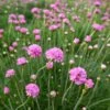 Splendens Armeria -Floral Haven Store splendens sea thrift armeria maritima splendens flowres