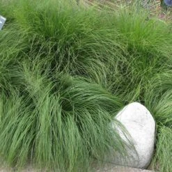 Prairie Dropseed Grass -Floral Haven Store sporobolus heterolipis close up of foliage 91930 cropped