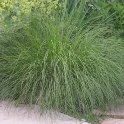 Prairie Dropseed Grass -Floral Haven Store sporobolus heterolipis foliage cropped