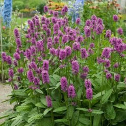 Hummelo Betony -Floral Haven Store stachys monieri hummelo 3