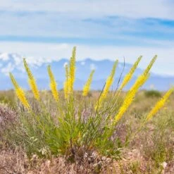 Floral Haven Store 15 Floral Haven Store -Floral Haven Store stanleya pinnata princes plume 2