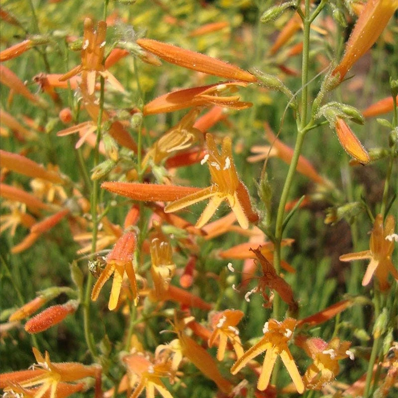SteppeSuns® Sunset Glow Penstemon 4 SteppeSuns® Sunset Glow Penstemon - Image 2