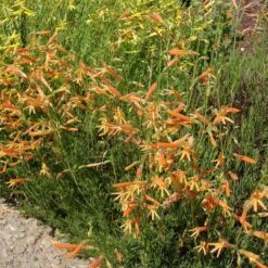 SteppeSuns® Sunset Glow Penstemon 7 SteppeSuns® Sunset Glow Penstemon -Floral Haven Store steppesuns sunset glow penstemon orange