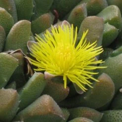 Night-Blooming Ice Plant (Stomatium) -Floral Haven Store stomatium mustilnum flower