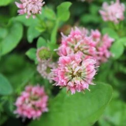 Alternative Lawn Wildflower Seed Mix -Floral Haven Store strawberry clover close up