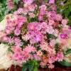 Sunset Strain Lewisia 2 Sunset Strain Lewisia -Floral Haven Store sunset strain lewisia rock garden