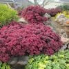 SunSparkler® Dazzleberry Sedum -Floral Haven Store sunsparkler dazzleberry sedum 1