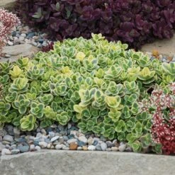 SunSparkler® Lime Twister Sedum -Floral Haven Store sunsparkler lime twister sedum