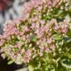 SunSparkler® Lime Twister Sedum 2 SunSparkler® Lime Twister Sedum -Floral Haven Store sunsparkler lime twister sedum close up