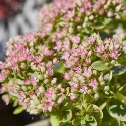 SunSparklerĀ® Lime Twister Sedum
