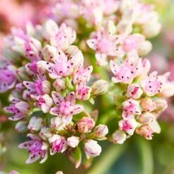 SunSparkler® Lime Twister Sedum -Floral Haven Store sunsparkler lime twister sedum pink flowers