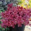 SunSparkler® Wildfire Sedum -Floral Haven Store sunsparkler wildfire sedum container 2