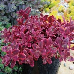 SunSparkler® Wildfire Sedum