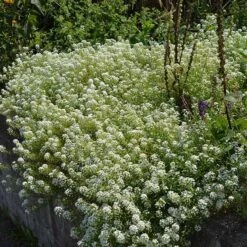 Alternative Lawn Wildflower Seed Mix -Floral Haven Store sweet alyssum