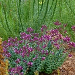 Thanksgiving Ornamental Oregano -Floral Haven Store thanksgiving ornamental oregano oreganum with liatris garden
