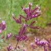 Thanksgiving Ornamental Oregano -Floral Haven Store thanksgiving ornamental oregano origanum close up