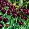 Queen Of The Night Single Late Tulip 1 Queen Of The Night Single Late Tulip -Floral Haven Store tulip queen of the night cropped 1